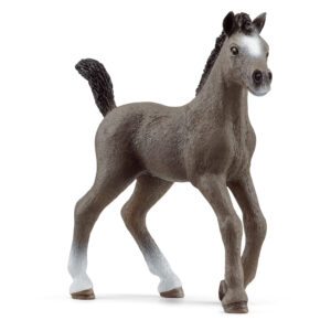 Cheval de Selle Fr. foal