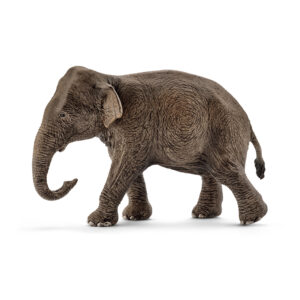 Asian elephant, female