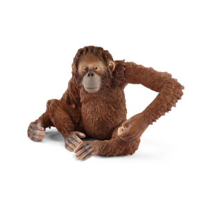 Orangutan, female