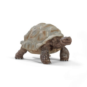 Giant tortoise