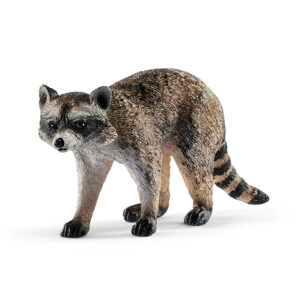 Raccoon