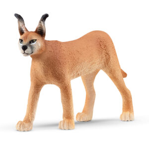 Caracal female