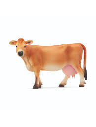 Jersey Cow
