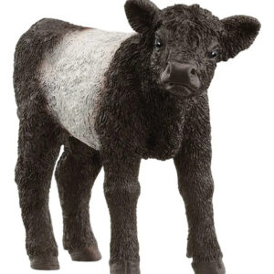 Galloway Calf