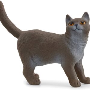 British Shorthair Cat