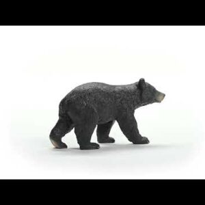 American Black Bear