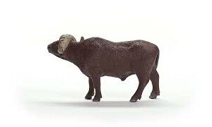 African Buffalo