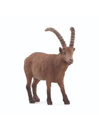 Capricorn